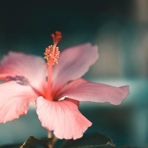 Meet your Posher, Alison